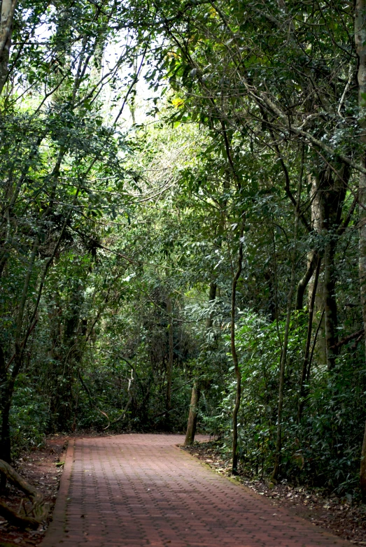 a brick walkway surrounded by trees leading through