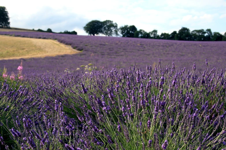 many lavender fields are in bloom near trees