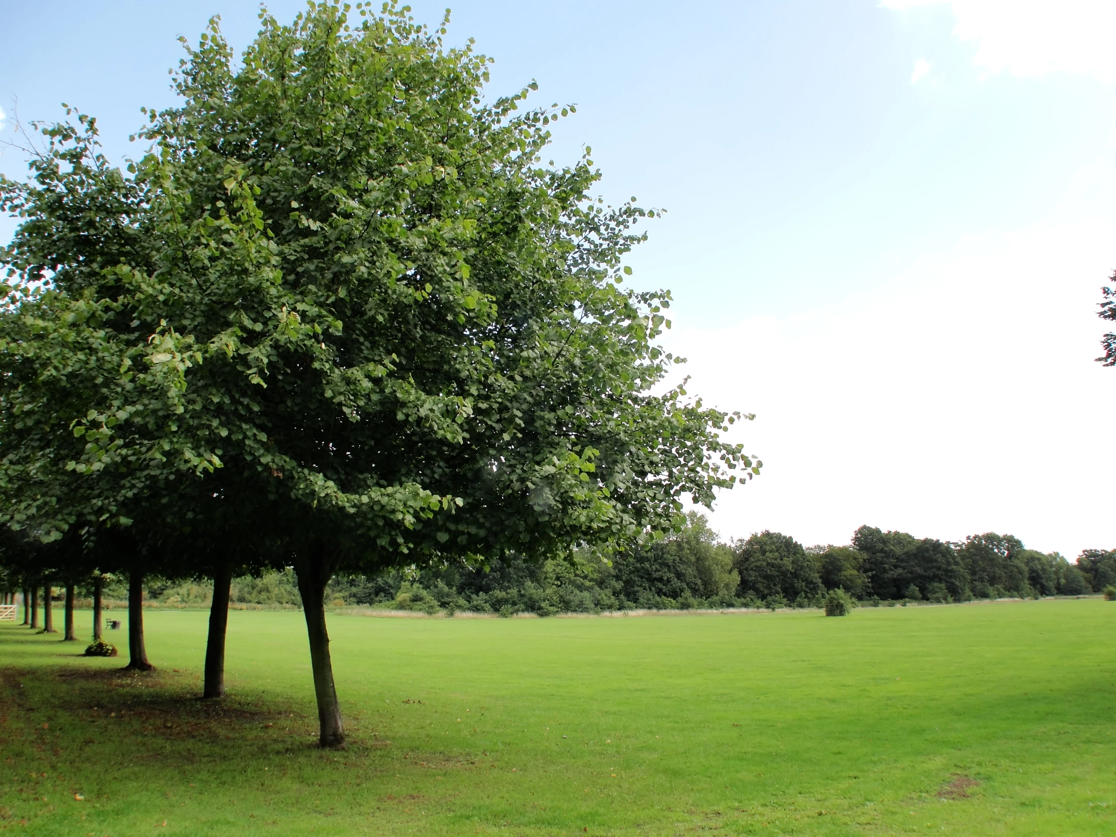 large green trees line a grassy field under a blue sky