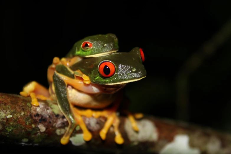 a frog with red eyes sitting on a nch