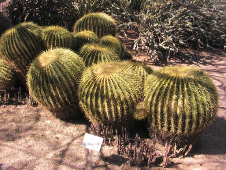 the large cactus is in the field in full bloom