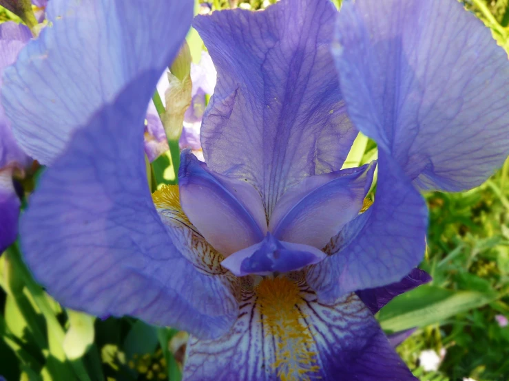 purple iris flowers sitting on the ground