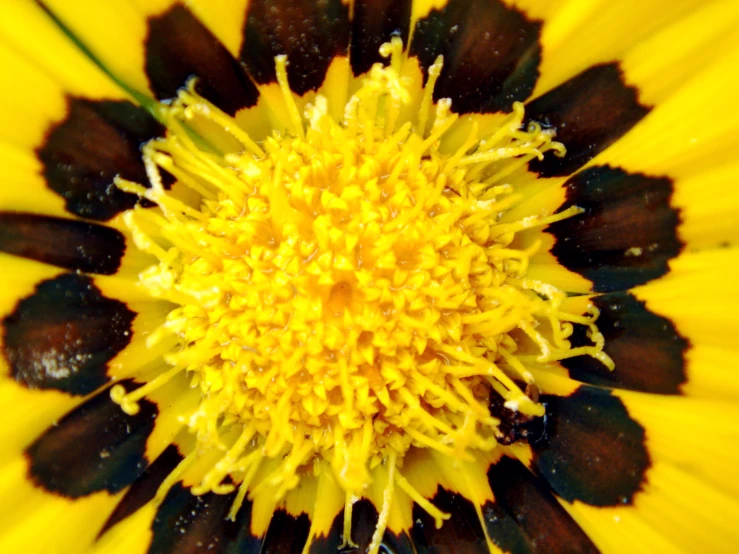 the center of a yellow flower is black and white