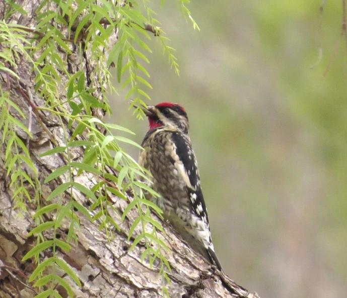 a woodpecker is eating from the bark of a tree