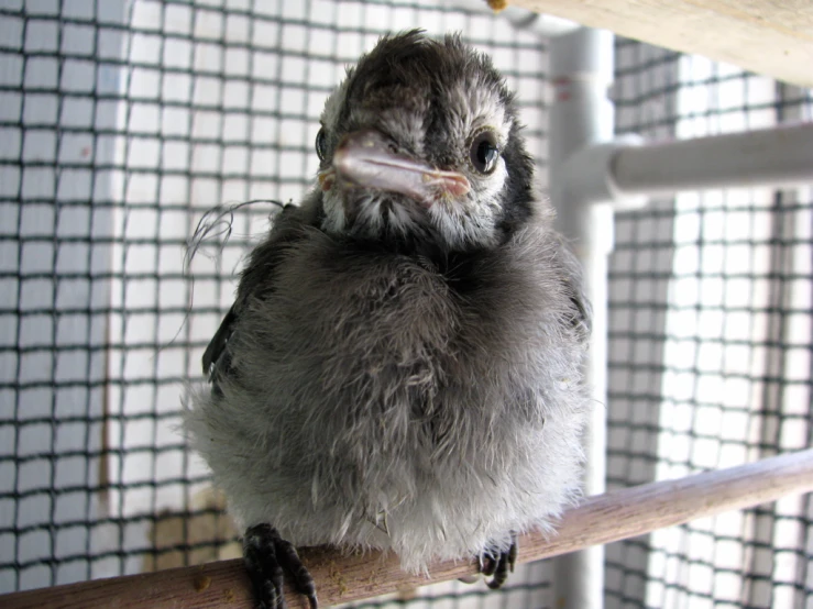 a bird perched on top of a wooden bar