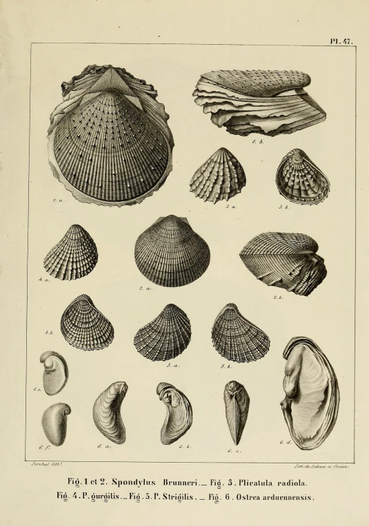 a page with various seashells from a victorian book