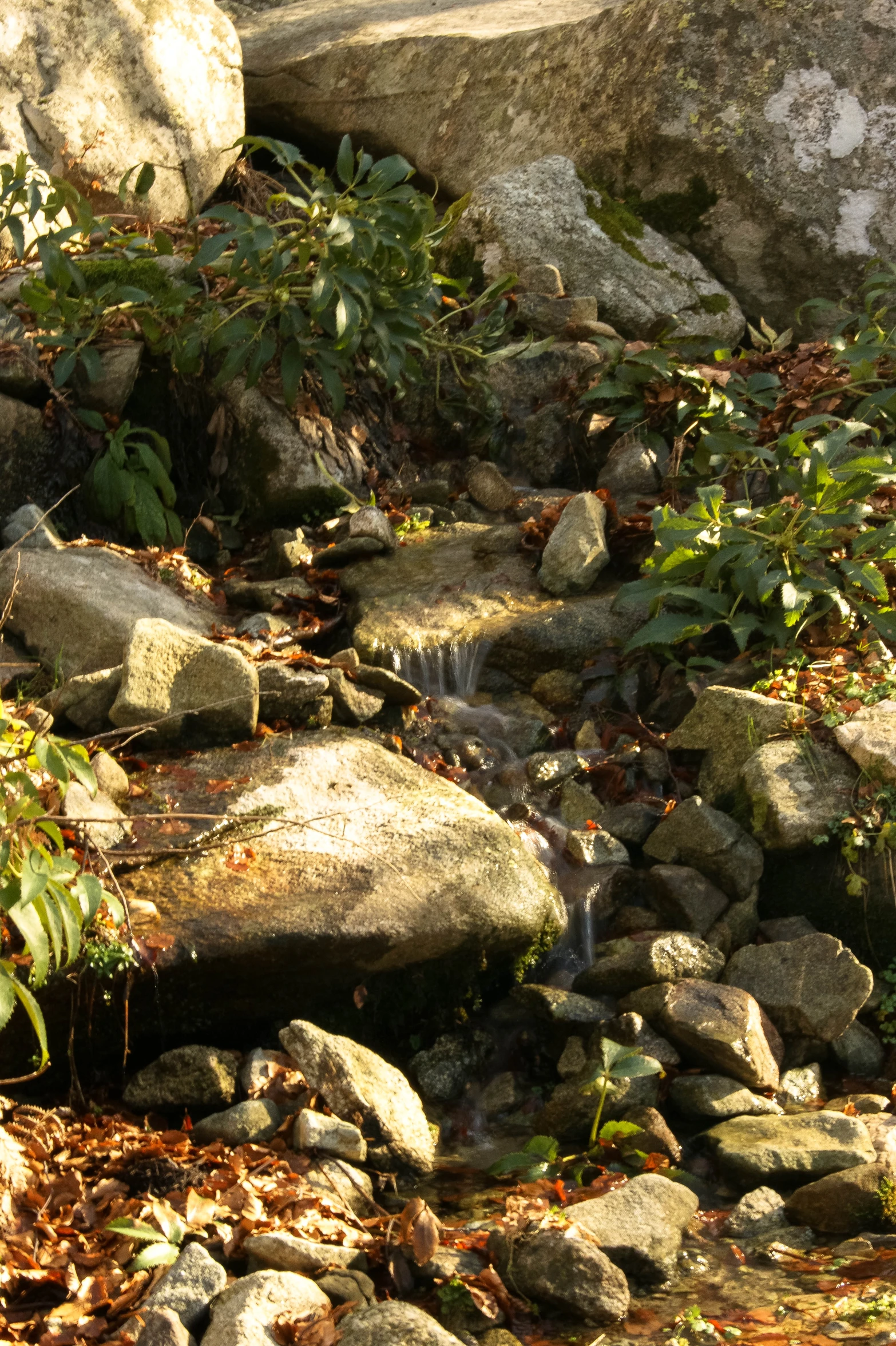 a black and white cat is in a stream