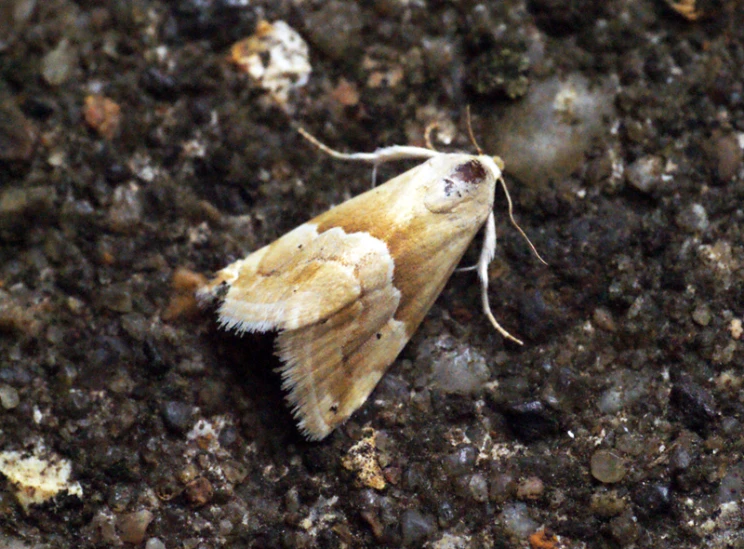 the small moth is perched in the dirt