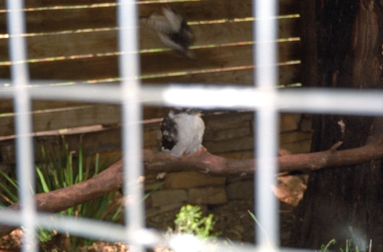 a small bird is sitting in a cage