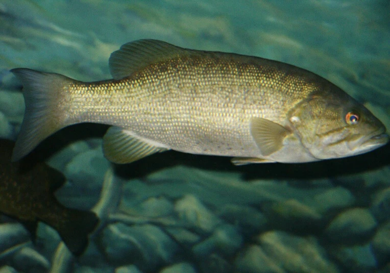 a fish is looking down while swimming