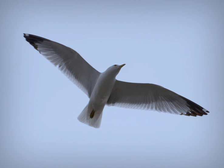 a white bird in the air with its wings spread