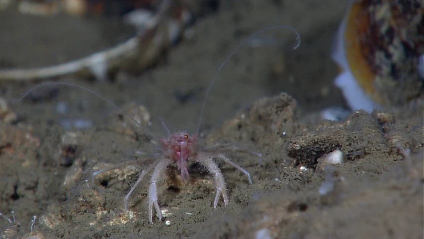 close up view of the legs of a crab under water