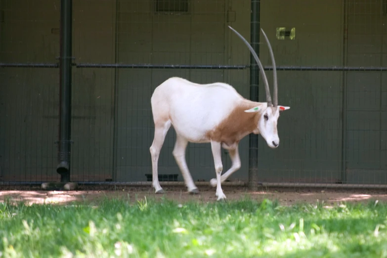 a gazelle walking away on grass and dirt