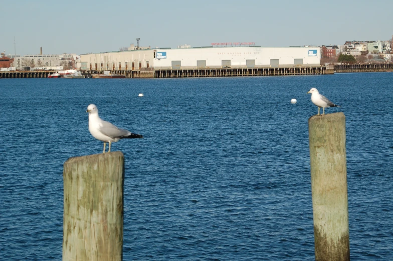 three seagulls sitting on wooden posts by a body of water