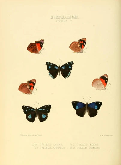 four erflies are shown in an antique print