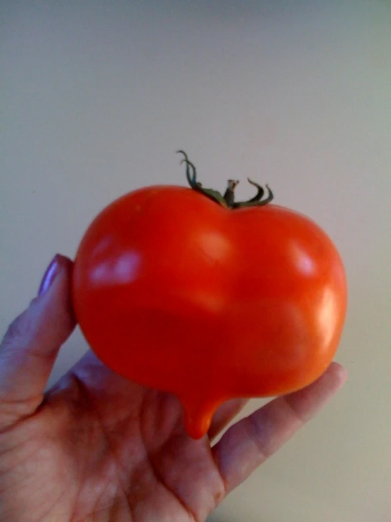 a hand is holding a ripe tomato over a white wall