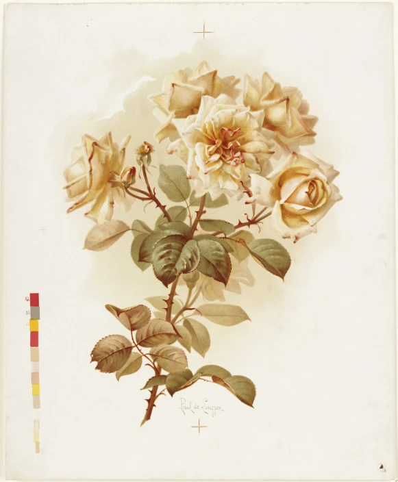 an illustration of a rose by george james