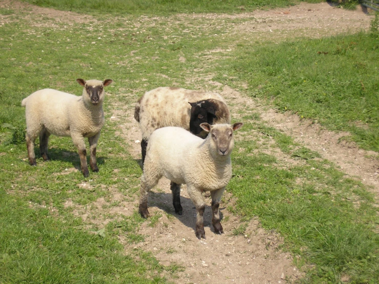 some white and black sheep are standing on grass