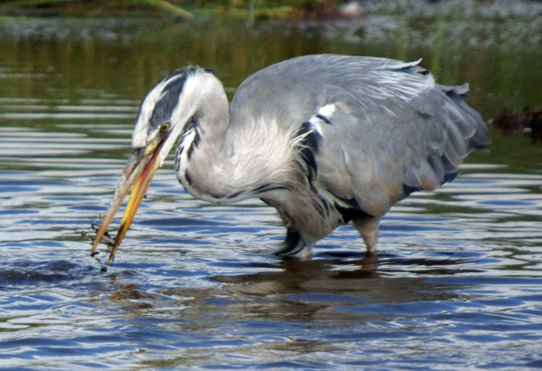 the bird is trying to catch the fish that it caught