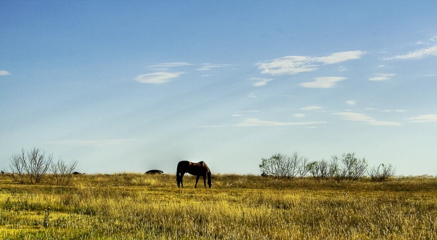 two horses in a large grassy field