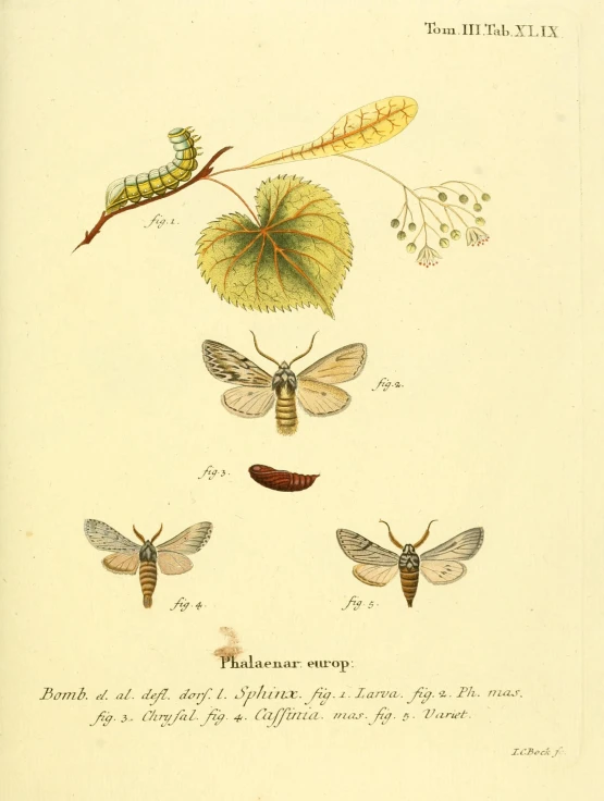 the moths, caterpillars, and leaves are arranged on a sheet