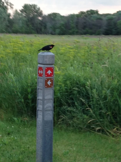 a bird that is standing on top of a pole
