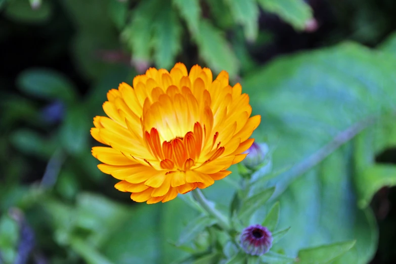 an orange flower with large, thin petals stands in front of green foliage