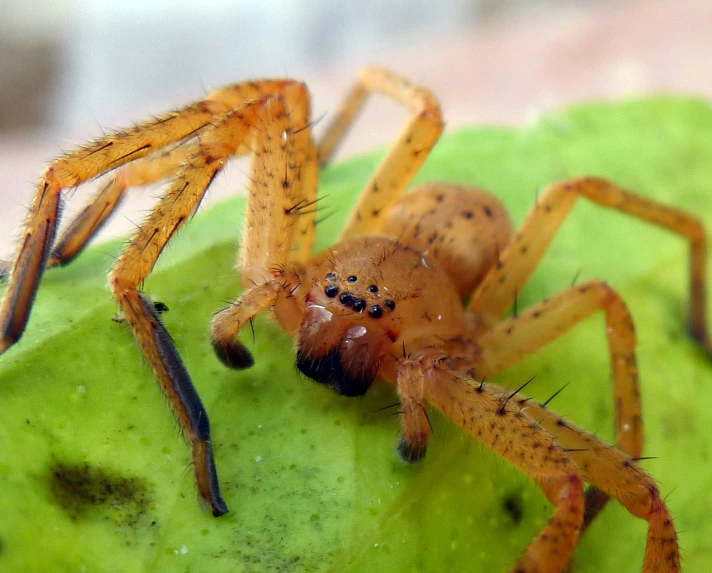 a spider that is sitting on top of a green surface