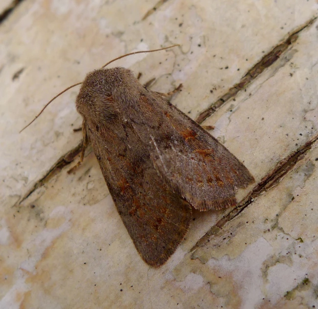 a moth that is sitting on a wall