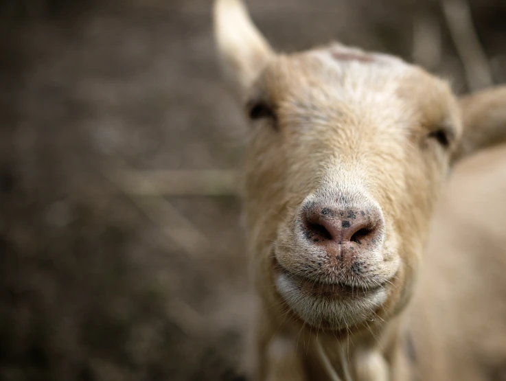 a close - up image of a sheep's face looking at the camera