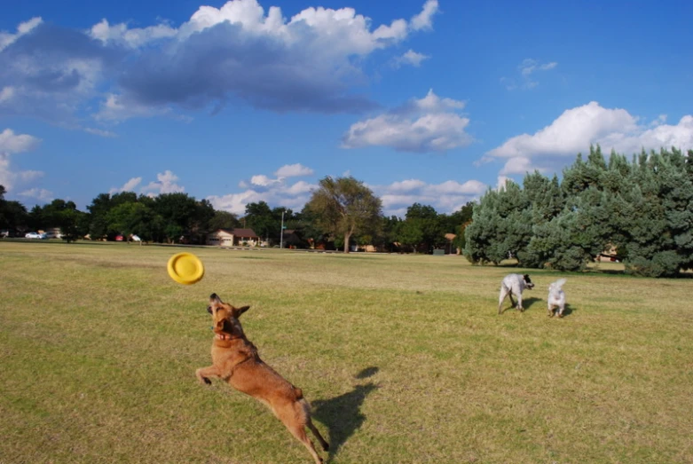 two dogs are playing frisbee in the field