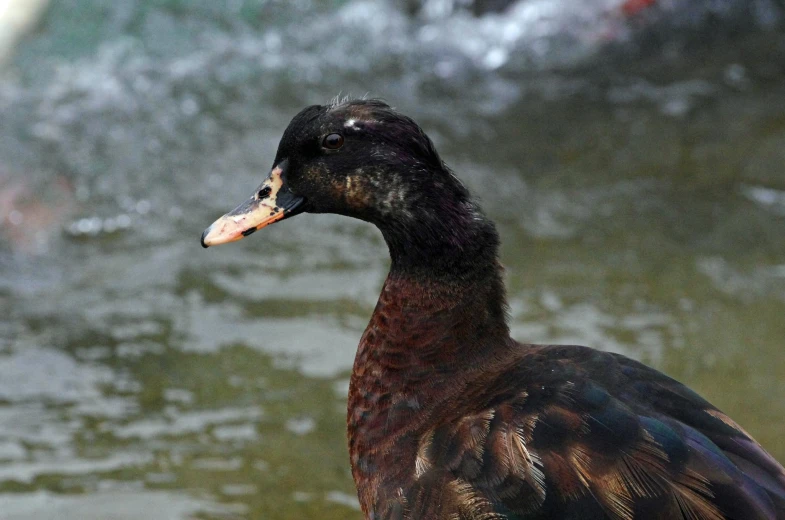 the duck is sitting outside near a lake