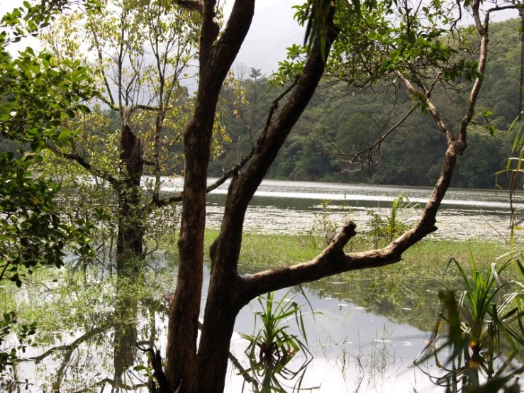 a body of water sitting next to a lush green forest