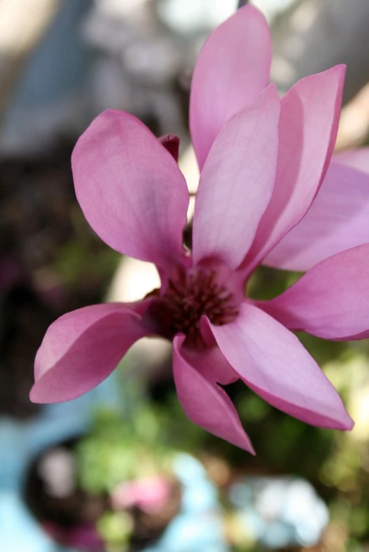 pink flower in a vase next to water and dirt