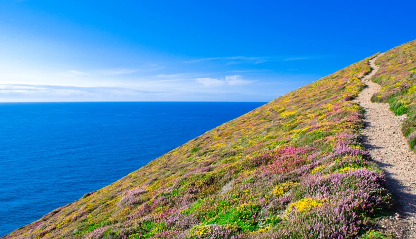 colorful wild flowers on a steep slope by the ocean