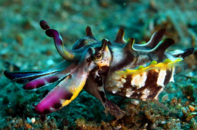 a sea horse is holding its tail to its shell