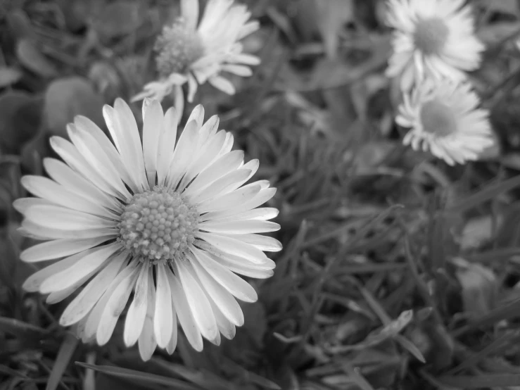 a daisy is growing in the grass on the ground