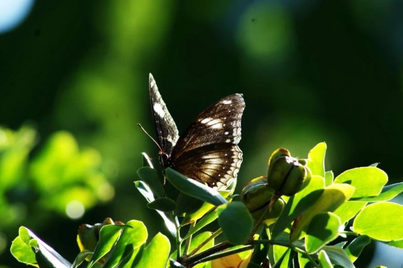 a erfly on top of some green leaves