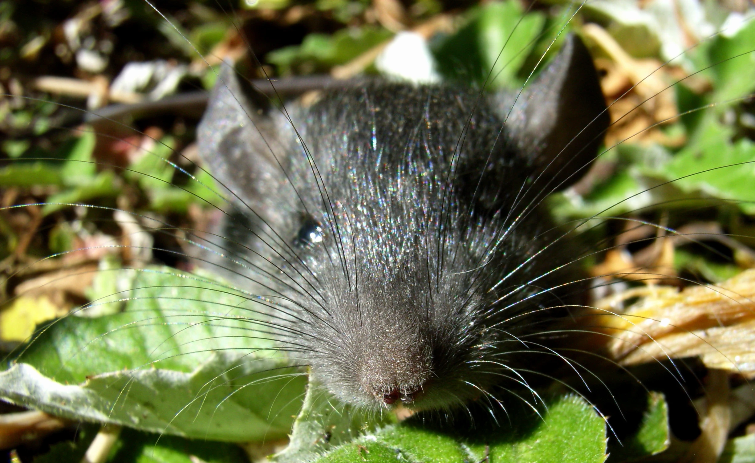 a small gray animal that is in some grass