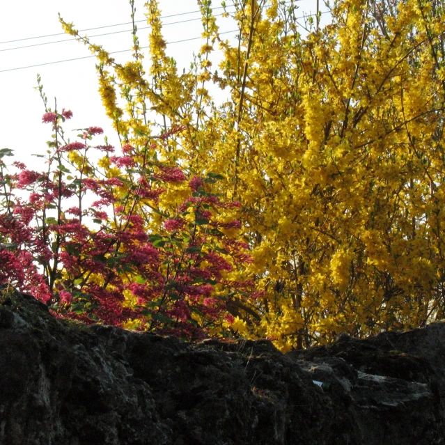 this po shows bright yellow and red leaves