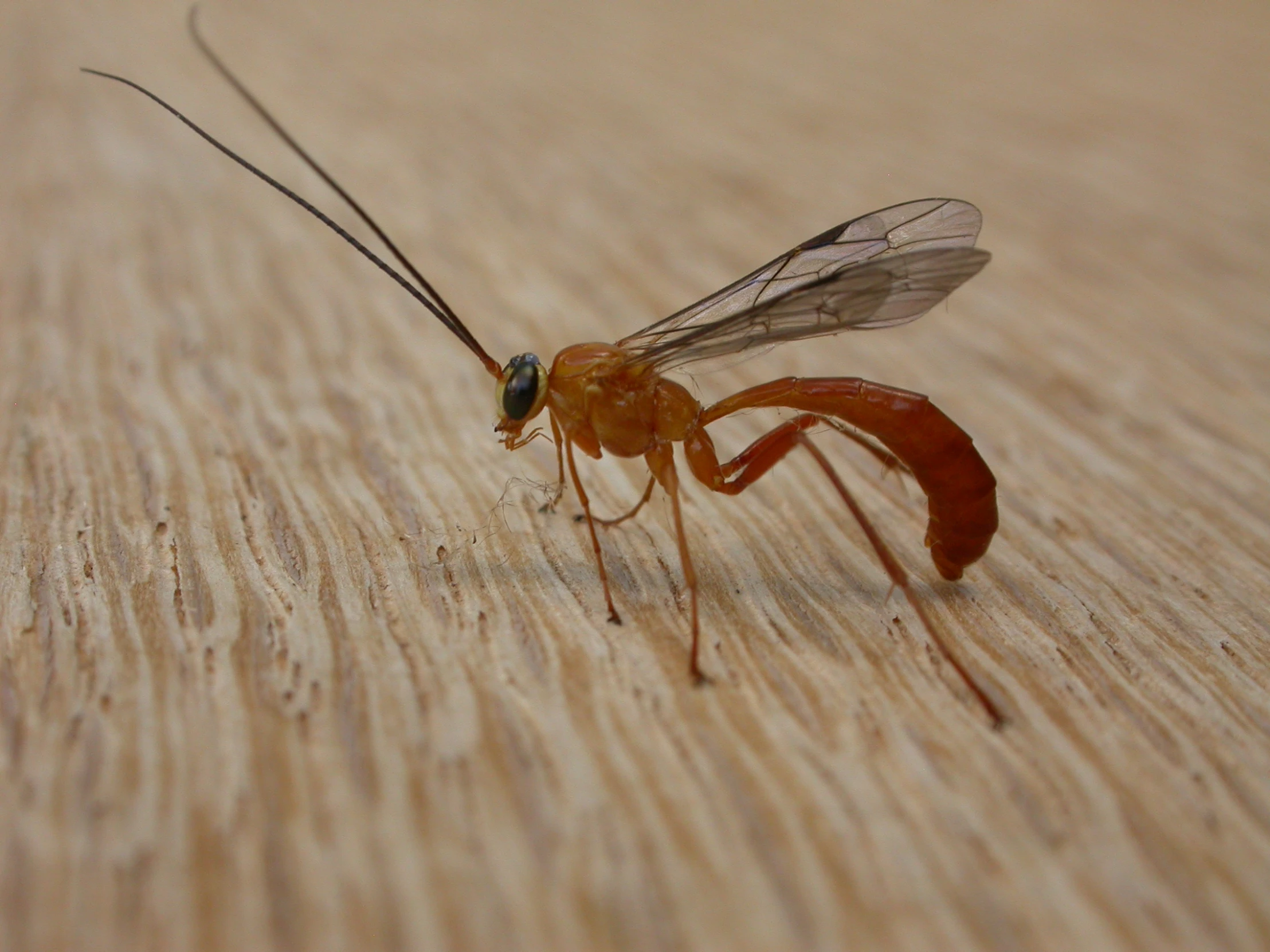 a small mosquito on the ground in a room