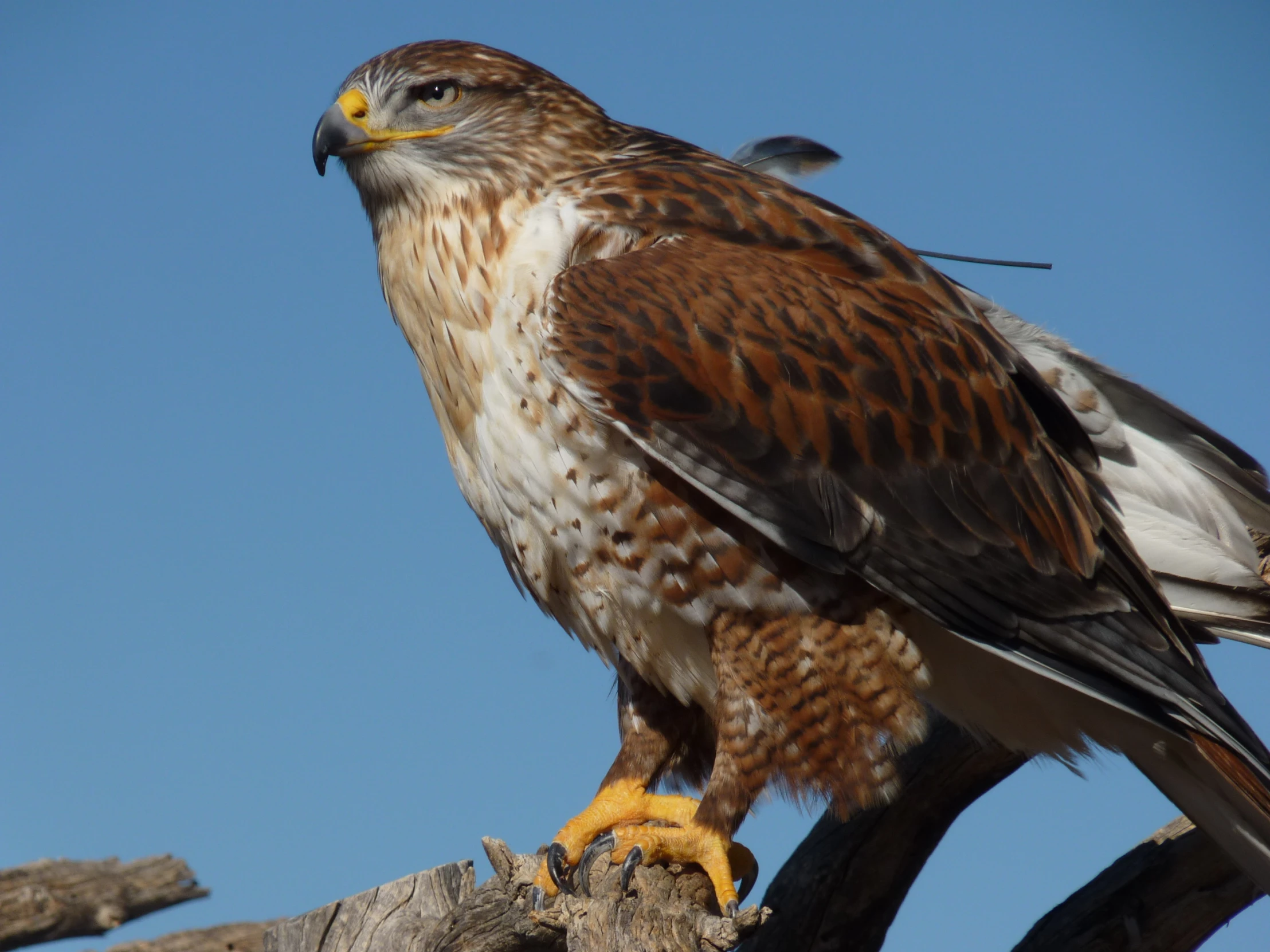 brown and white bird perched on a nch