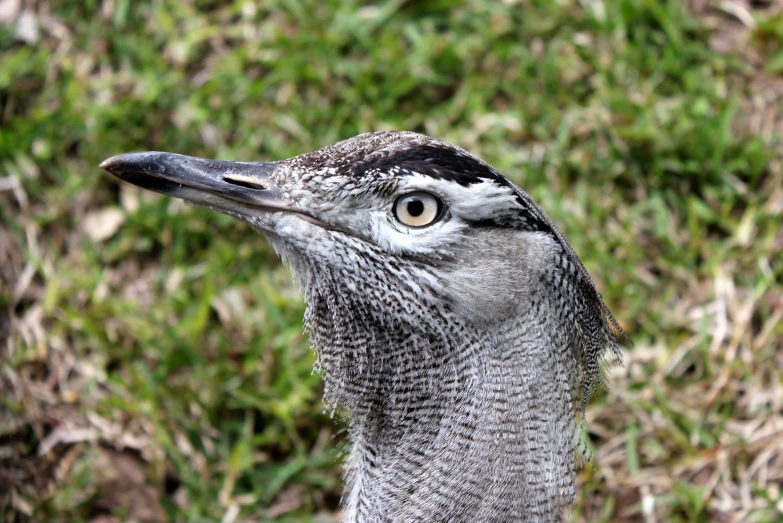 a bird with some grass in the background