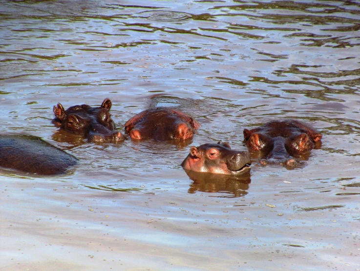 four hippos that are standing in the water