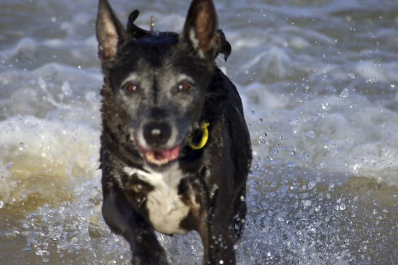 a dog runs through the water with a toy in its mouth