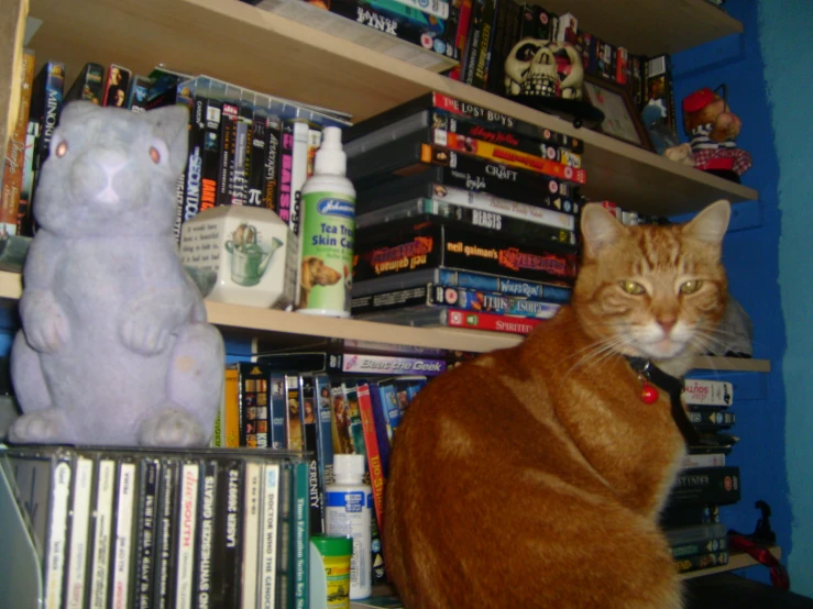 the cat and the bear have been placed on bookshelves