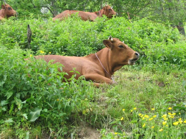 a group of cows that are sitting in the grass