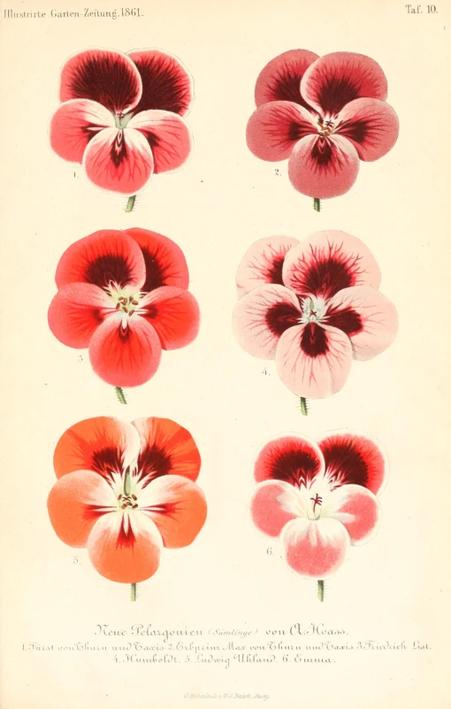 a group of five different flowers with red and white petals