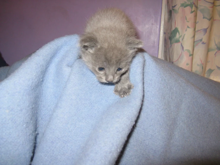 a small kitten that is playing on a blanket