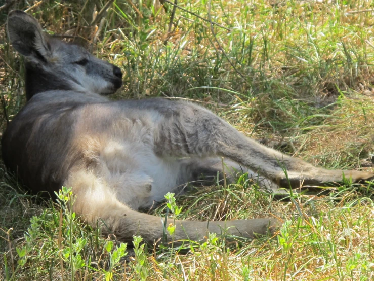 a small animal is laying on its back in the grass